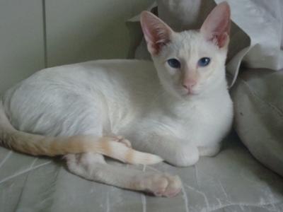 Flame point Siamese cat, Flash