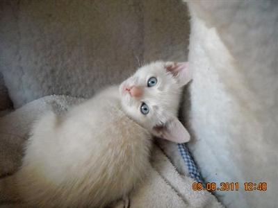 Names To Give Older Male Cats Names To Give Older Male Cats