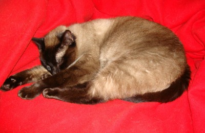 Siamese cat on red background