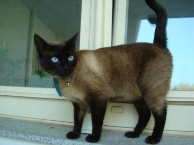 Siamese cat with sapphire eyes