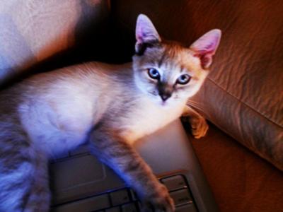 Lynx Point Siamese cat, Sanskrit