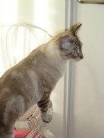 Tabby point Siamese cat