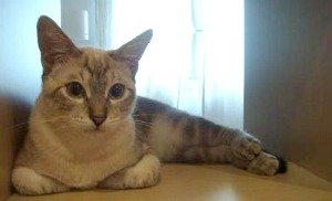 Tabby point Siamese cat