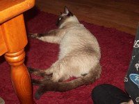 Chocolate point Siamese cat
