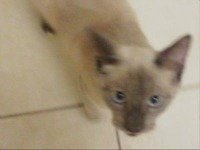 Seal point Siamese cat