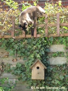 The Siamese Cat Personality. Cats with Attitude!
