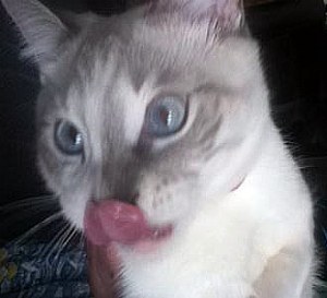 Siamese cat sticking tongue out