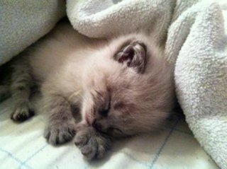 Very tiny Siamese kitten