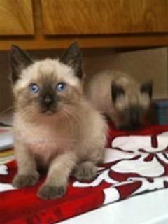 Seal point Siamese kittens