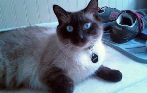 Seal point Siamese cat