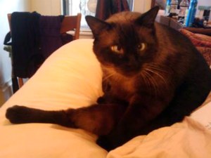 Siamese cat like the Lambchop puppet