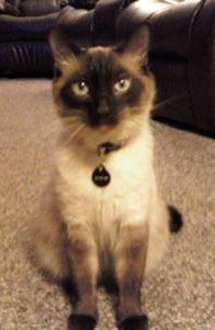 Seal point Siamese cat, bright blue eyes