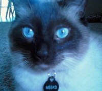 Seal point Siamese cat Meeko