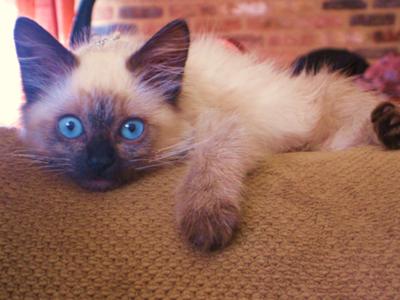 Yuki The Great