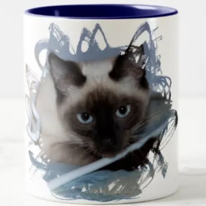 Close-up of seal point Siamese cat head on a two-tone blue background, design on coffee mug.