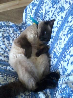 Long-haired Siamese cat lying on a blue and white couch